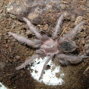 L. parahybana Juvenile