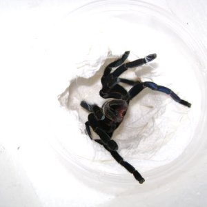 H. lividum Female