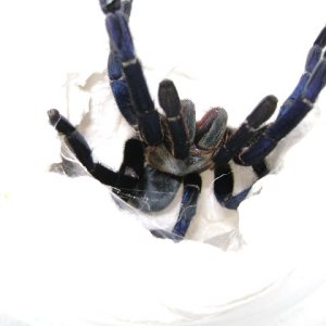 H. lividum Female