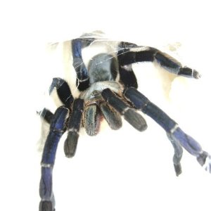 H. lividum Female