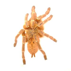 P. murinus Female