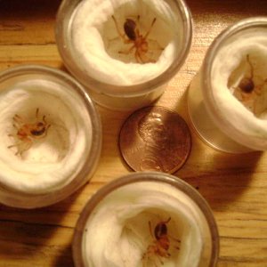 G. rosea Slings