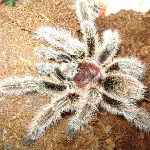 G. rosea Male