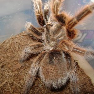 G. rosea Female