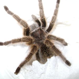 G. rosea Female
