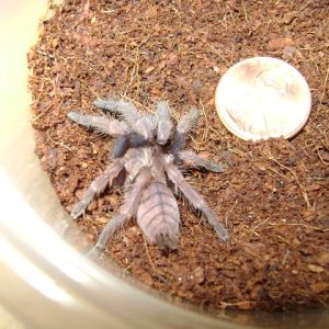 L. violaceopes Sling
