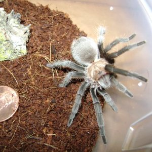 A. hentzi Juvenile Female