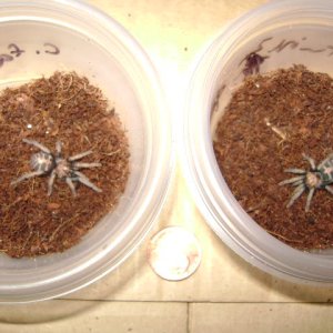 2 C. fasciatum