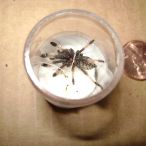 P.irminia Sling