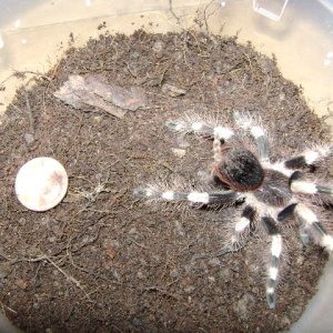 N. coloratovillosus Juvenile Female