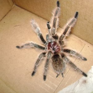 G. rosea Male