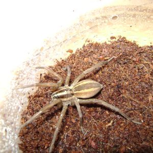Uknown Wolf Spider