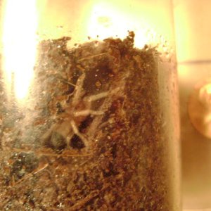 B. albopilosum Sling