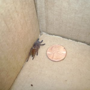 P. murinus Sling