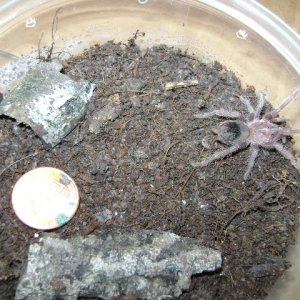 L. parahybana Juvenile