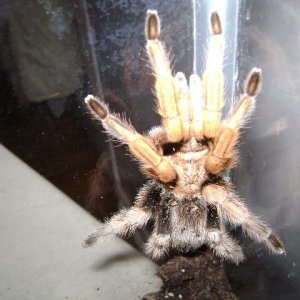 A. chalcodes Adult Female