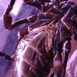 Emperor Scorpion Underside