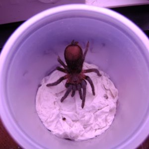 B. vagans Juvenile Female