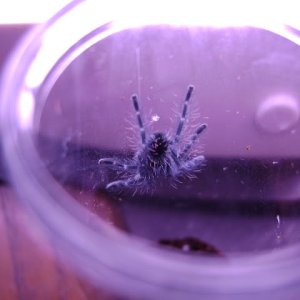 A. versicolor Sling