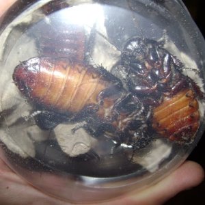 Hissing Roaches Underside