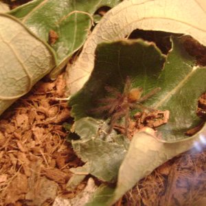 P. murinus Sling