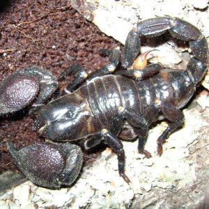 Emperor Scorpion Adult