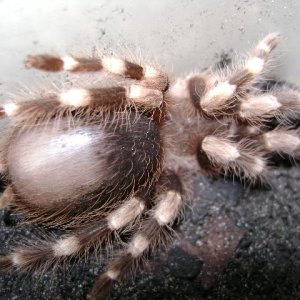 N. coloratovillosus Juvenile Female