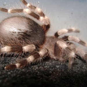 N. coloratovillosus Juvenile Female