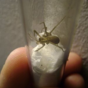 L. reclusa