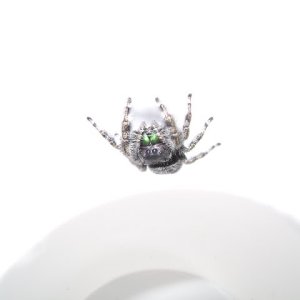 P. audax Jumping Spider Adult Female