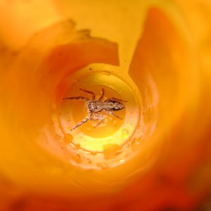 Unknown Jumping Spider