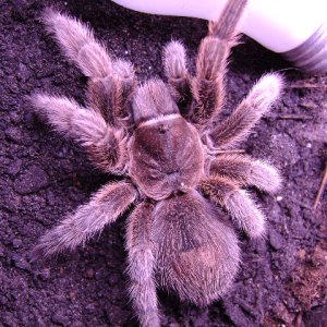 G. rosea Adult Female