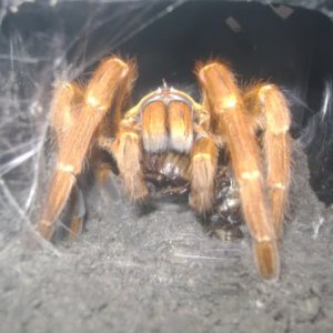 P. murinus Eating Roach