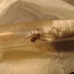 L. reclusa