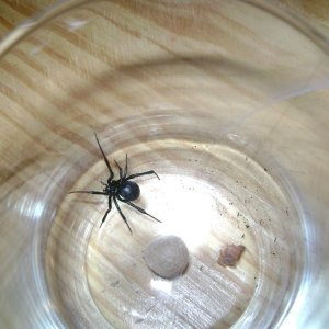 L. mactans with Egg Sac