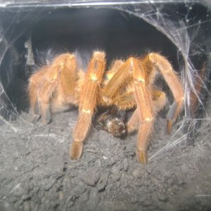 P. murinus Eating Roach