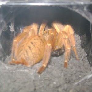 P. murinus Eating Roach