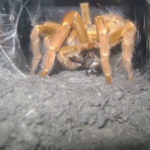 P. murinus Eating Roach