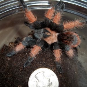 B. emilia Sub Adult