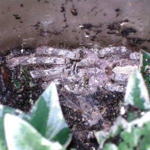 P. pederseni