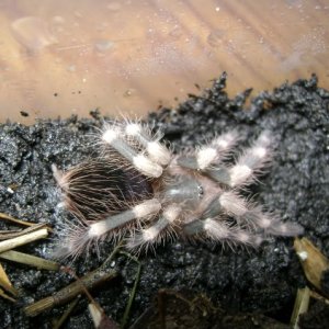 N. coloratovillosus Juvenile