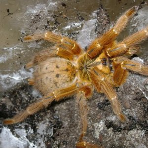 P. murinus Adult Female