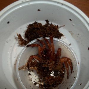 Unpacking Red Trap Door Spider
