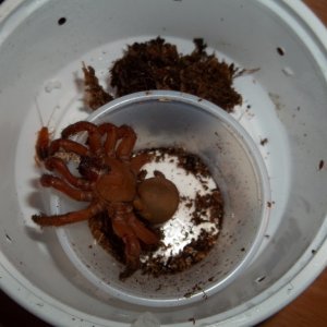 Unpacking Red Trap Door Spider FaunaClassifieds