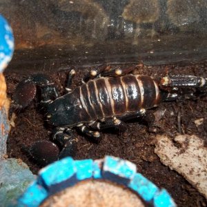 Emperor Scorpion Adult