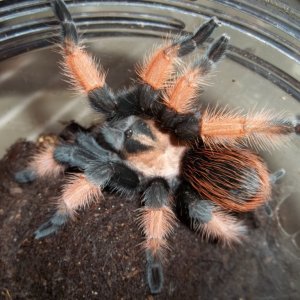 B. emilia Sub Adult