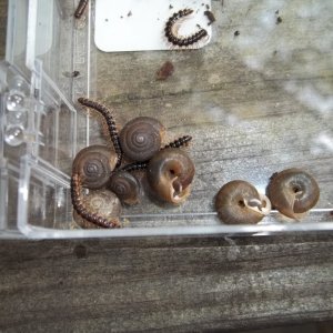 Unknown Snails and Centipedes