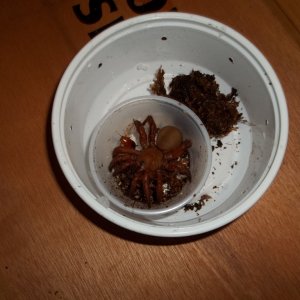 Unpacking Red Trap Door Spider