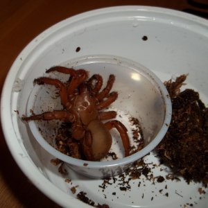 Unpacking Red Trap Door Spider