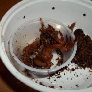 Unpacking Red Trap Door Spider